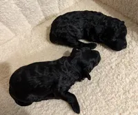 Cavapoo male 2 , a male Cavapoo for sale in Atlanta, GA – Photo 4 of 4