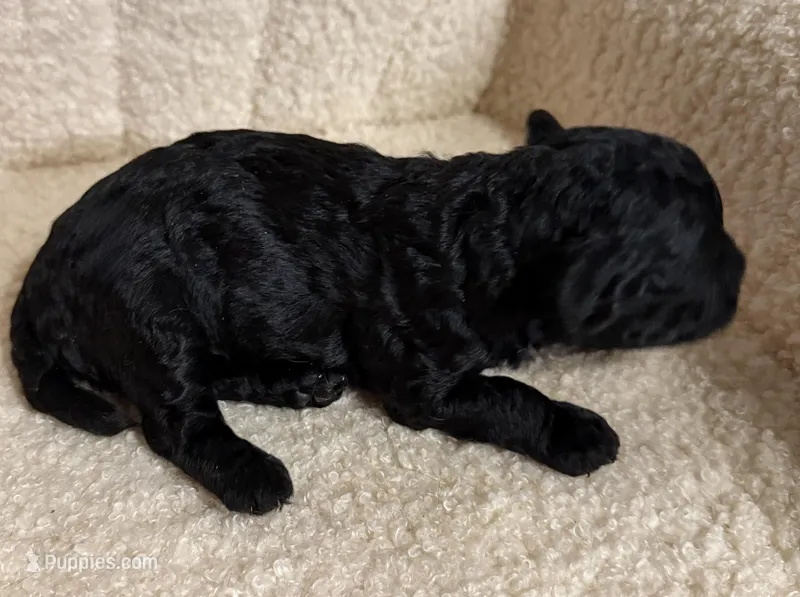 Cavapoo male 2  – Cavapoo puppy for sale in Atlanta, GA