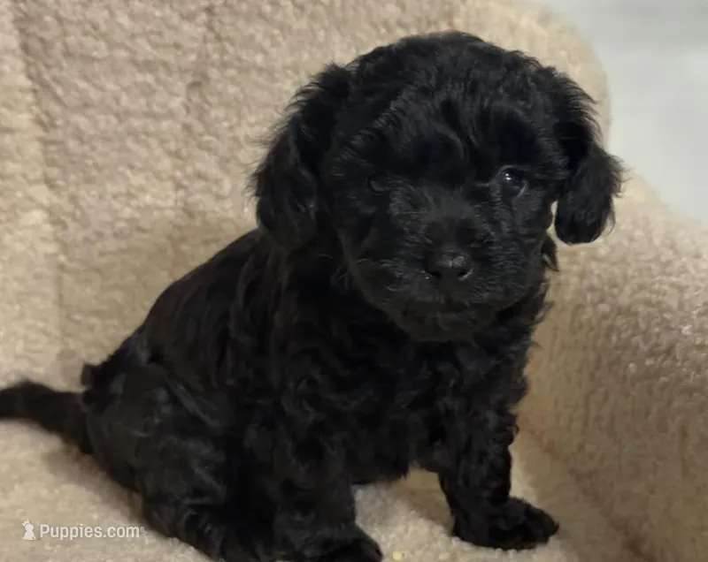 Cavapoo male 2  – Cavapoo puppy for sale in Atlanta, GA