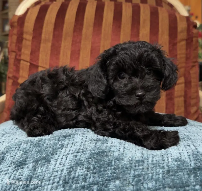 Cavapoo male 2  – Cavapoo puppy for sale in Atlanta, GA