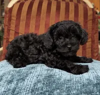 Cavapoo male 2 , a male Cavapoo for sale in Atlanta, GA – 1 of 7