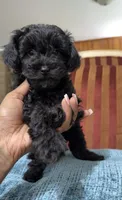 Cavapoo male 2 , a male Cavapoo for sale in Atlanta, GA – 2 of 7