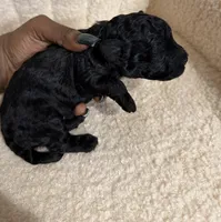 Cavapoo male 2 , a male Cavapoo for sale in Atlanta, GA – Photo 3 of 4