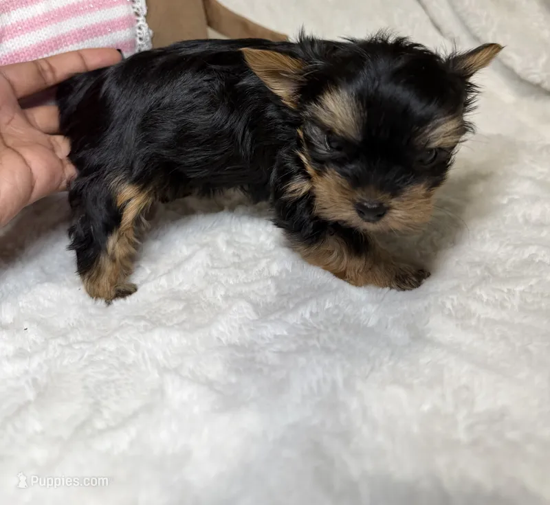 Daisy’s Yorkie litter female 2 – Yorkshire Terrier puppy for sale in Atlanta, GA