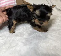 Daisy’s Yorkie litter female 2, a female Yorkshire Terrier for sale in Atlanta, GA – 1 of 4