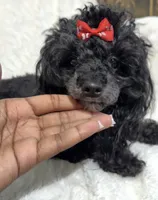 Hope, a female Maltipoo for sale in Atlanta, GA – 4 of 7