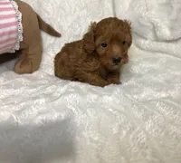 Ella’s poodle female 1, a female Poodle - Toy  for sale in Atlanta, GA – 1 of 6