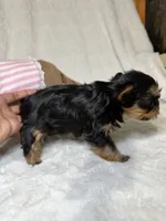 Daisy’s Yorkie litter female 2, a female Yorkshire Terrier for sale in Atlanta, GA – 4 of 4