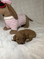 Nova’s Poodle’s female red , a female Poodle - Toy  for sale in Atlanta, GA – 4 of 8
