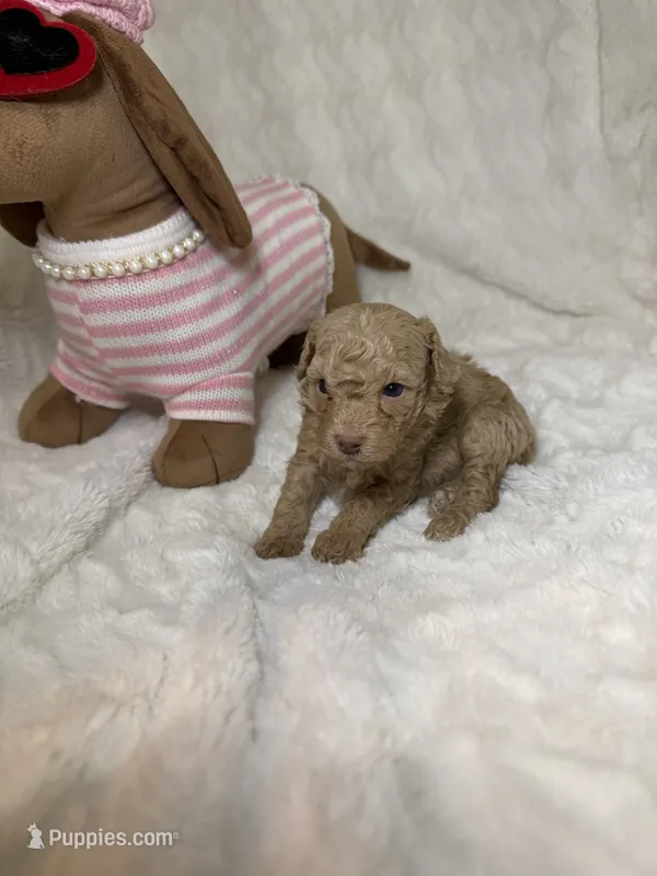 Poodle cream female – Poodle - Toy  puppy for sale in Atlanta, GA
