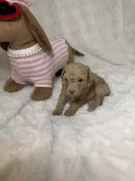 Nova’s Poodle’s cream female, a female Poodle - Toy  for sale in Atlanta, GA – 4 of 8