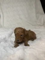 Nova’s Poodle’s male red , a male Poodle - Toy  for sale in Atlanta, GA – 5 of 8