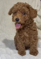 Male toy poodle red , a male Poodle - Toy  for sale in Atlanta, GA – 4 of 10