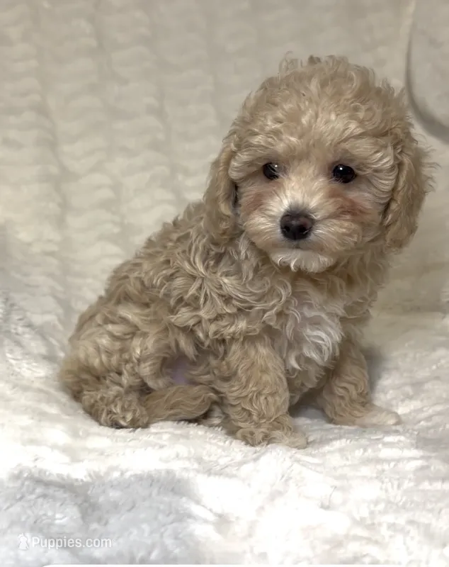 Maltipoo female 1  – Maltipoo, Poodle - Toy  puppy for sale in Atlanta, GA