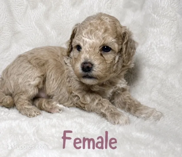 Maltipoo female 1  – Maltipoo, Poodle - Toy  puppy for sale in Atlanta, GA