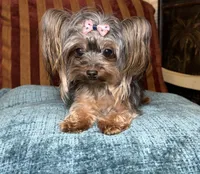 Faith , a female Yorkshire Terrier for sale in Atlanta, GA – 2 of 4
