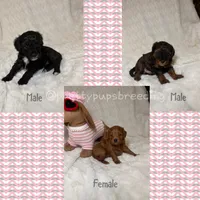 Cavapoo male 2..black & white markings , a male Cavapoo for sale in Atlanta, GA – 4 of 6