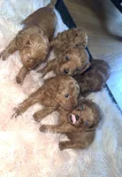 Cavapoo male, a male Cavapoo for sale in Atlanta, GA – Photo 1 of 3