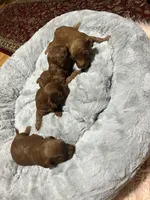 Cavapoo male, a male Cavapoo for sale in Atlanta, GA – Photo 2 of 3