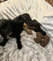 Cavapoo, a female Cavapoo and Poodle - Toy  for sale in Atlanta, GA – Photo 4 of 5