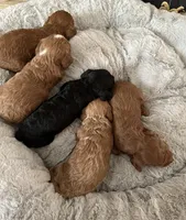 Cavapoo, a female Cavapoo and Poodle - Toy  for sale in Atlanta, GA – Photo 2 of 5