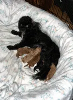 Cavapoo, a female Cavapoo and Poodle - Toy  for sale in Atlanta, GA – Photo 3 of 5