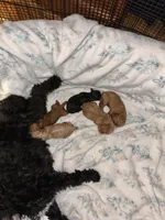 Cavapoo, a female Cavapoo and Poodle - Toy  for sale in Atlanta, GA – Photo 5 of 5