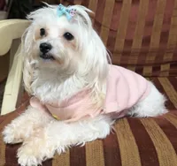 Snow, a female Maltese for sale in Atlanta, GA – Photo 1 of 3