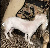 Snow, a female Maltese for sale in Atlanta, GA – Photo 3 of 3