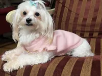 Snow, a female Maltese for sale in Atlanta, GA – Photo 2 of 3