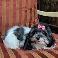 Lola, a female Maltipoo for sale in Atlanta, GA – Photo 1 of 3