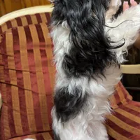 Lola, a female Maltipoo for sale in Atlanta, GA – Photo 3 of 3