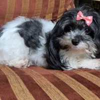 Lola, a female Maltipoo for sale in Atlanta, GA – Photo 2 of 3