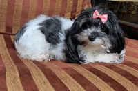 Lola, a female Maltipoo for sale in Atlanta, GA – Photo 2 of 3
