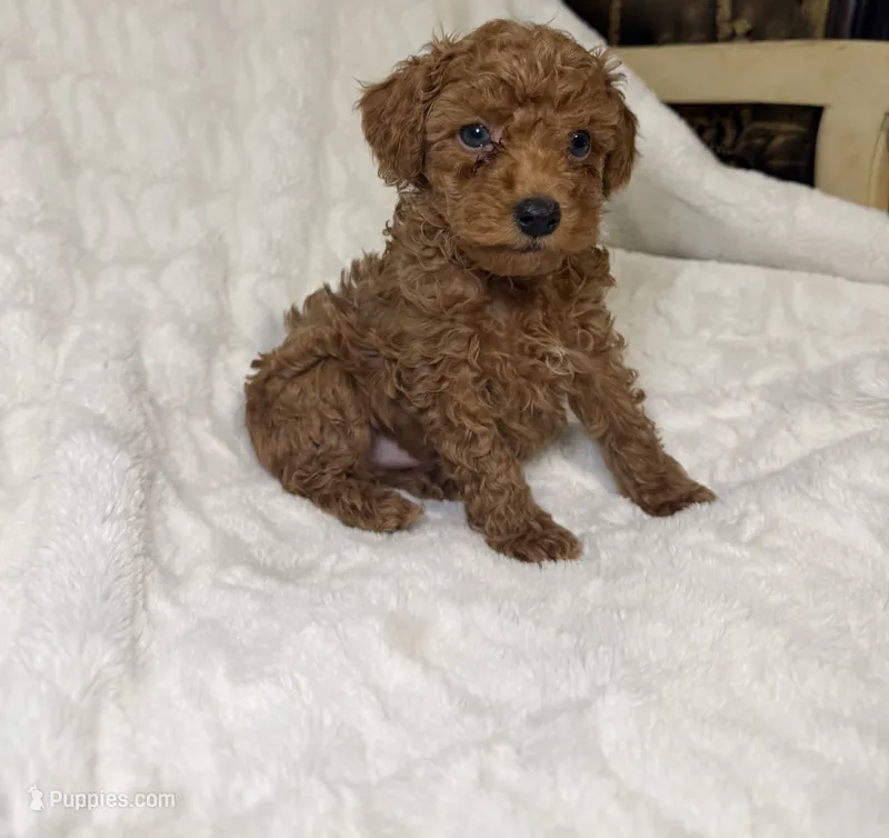 Poodle male red  – Poodle - Toy  puppy for sale in Atlanta, GA
