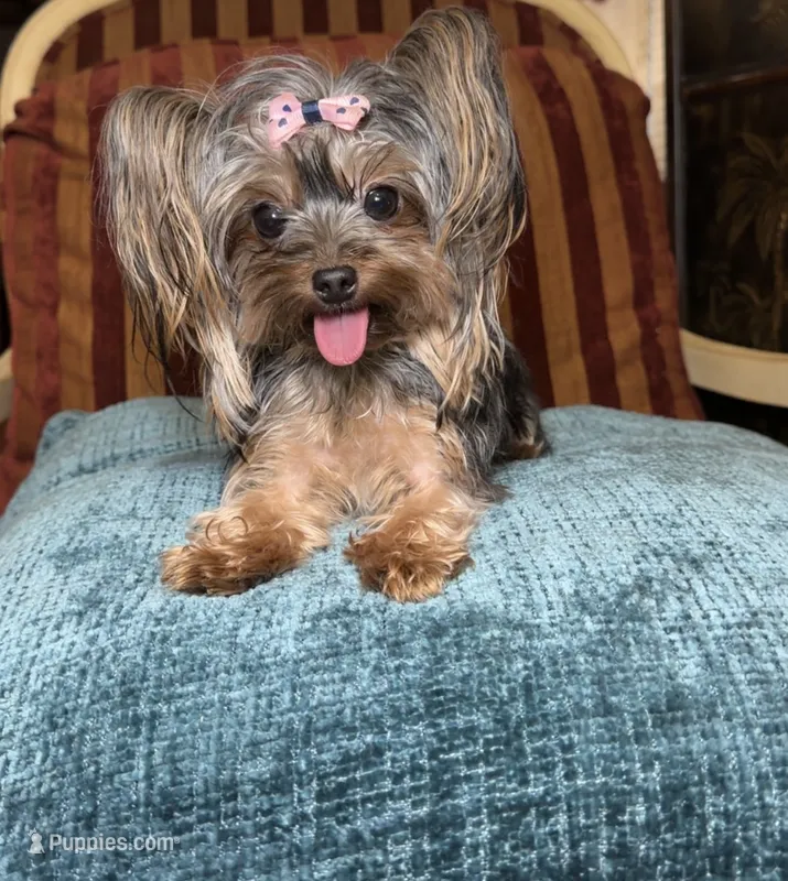 Faith  – Yorkshire Terrier puppy for sale in Atlanta, GA