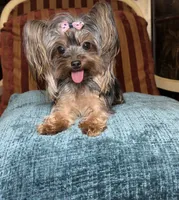 Faith , a female Yorkshire Terrier for sale in Atlanta, GA – 1 of 4