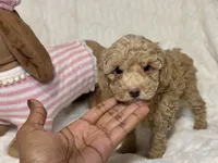Chloe, a female Poodle - Toy  for sale in Atlanta, GA – 4 of 5
