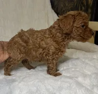 Nova’s Poodle’s male red , a male Poodle - Toy  for sale in Atlanta, GA – 2 of 8