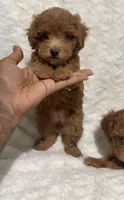 Ella’s red poodle female 2, a female Poodle - Toy  for sale in Atlanta, GA – 3 of 8