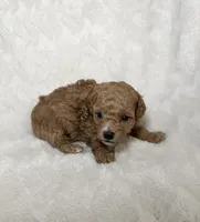 Maltipoo male 2, a male Maltipoo and Poodle - Toy  for sale in Atlanta, GA – 1 of 3