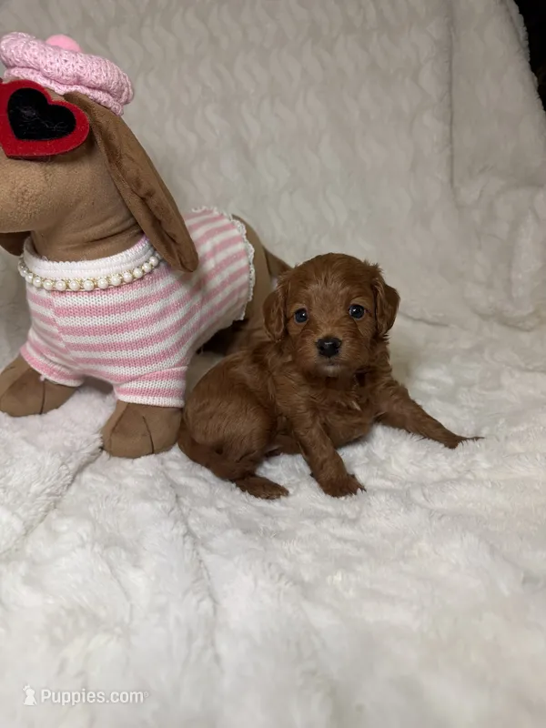 Cavapoo female red – Cavapoo puppy for sale in Atlanta, GA