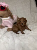 **SOLD . Cavapoo female red, a female Cavapoo for sale in Atlanta, GA – 1 of 4