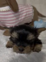 Daisy’s Yorkie litter female 2, a female Yorkshire Terrier for sale in Atlanta, GA – 3 of 4