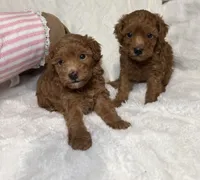 Ella’s poodle female 1, a female Poodle - Toy  for sale in Atlanta, GA – 5 of 6