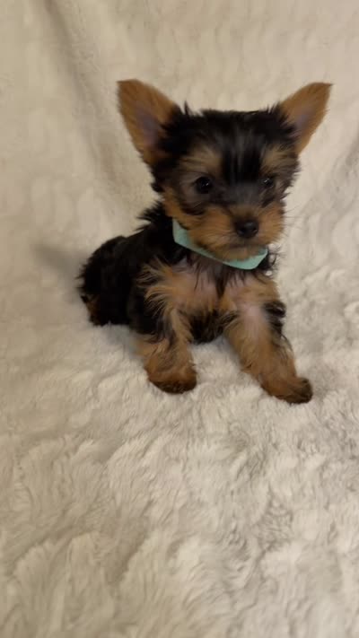 Tiny’s Yorkie Male, a male Yorkshire Terrier for sale in Atlanta, GA – 4 of 8
