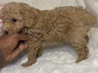 Nova’s Poodle’s cream female, a female Poodle - Toy  for sale in Atlanta, GA – 3 of 8