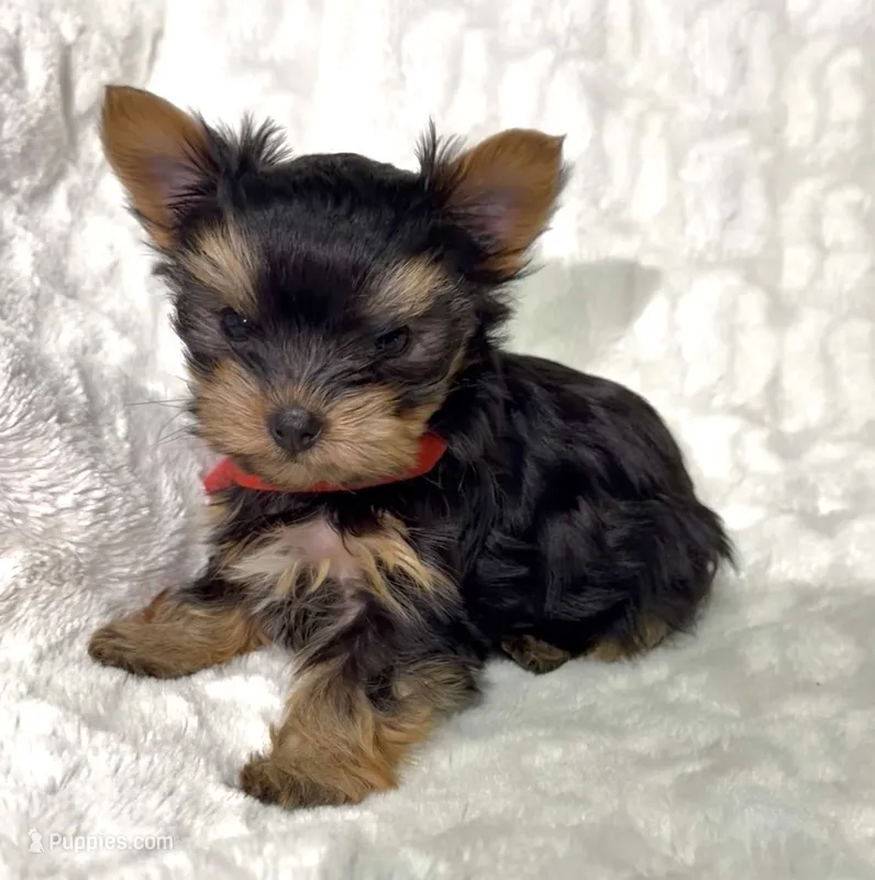 Daisy’s Yorkie litter female 2 – Yorkshire Terrier puppy for sale in Atlanta, GA