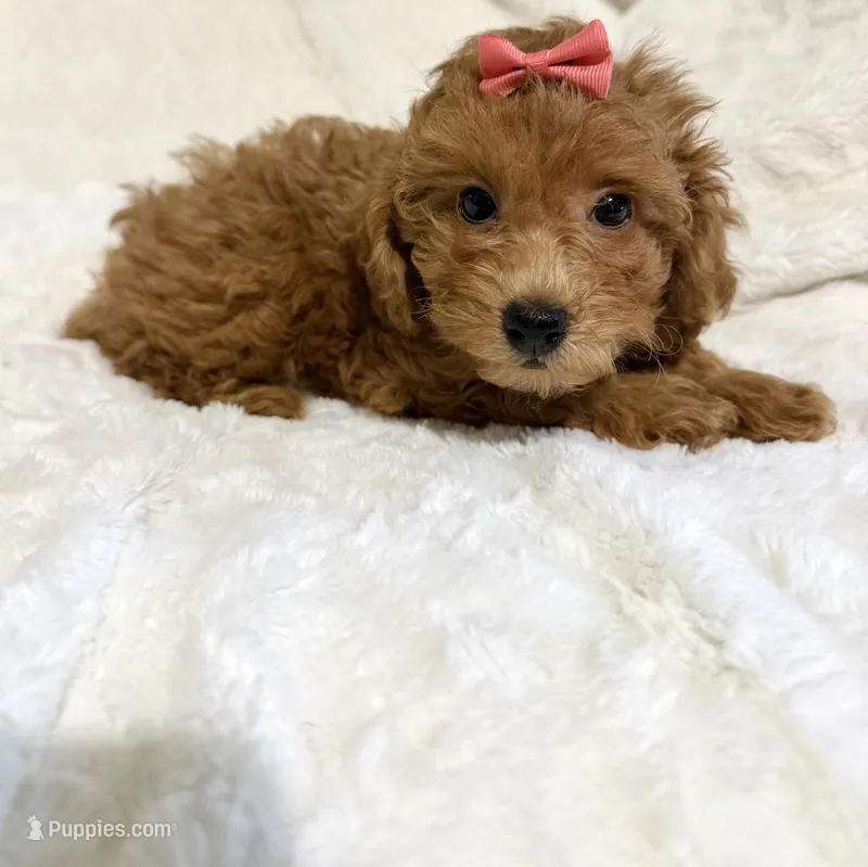 Ella’s red poodle female 1 – Poodle - Toy  puppy for sale in Atlanta, GA