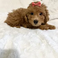 Ella’s red poodle female, a female Poodle - Toy  for sale in Atlanta, GA – 1 of 8